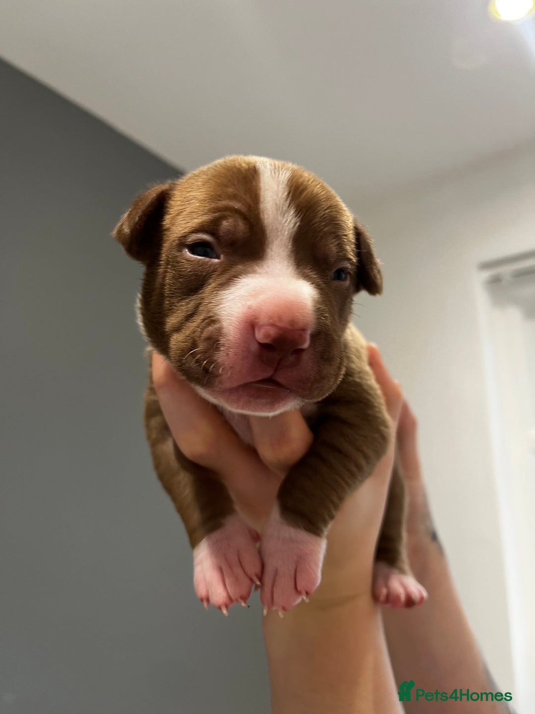 Mixed Breed dogs for sale: Staffy mix pups  - Image 23