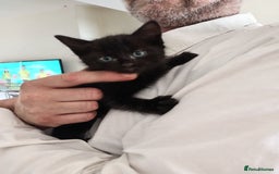 Mixed Breed cats for sale: Maine coon x domestic short hair  - Image 1