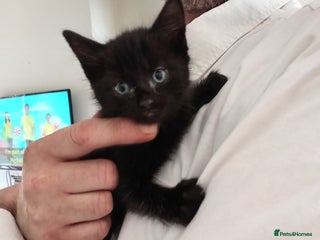 Mixed Breed cats - Advert 25