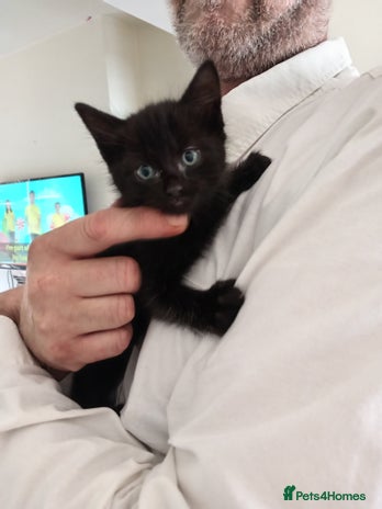 Mixed Breed cats 1 kitten left - Advert 9