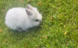 Lionhead rabbits for sale: White Lion head Rabbit - Image 2