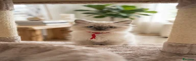 Ragdoll 5