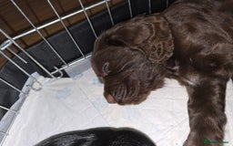 Cocker Spaniel dogs for sale: Working Cocker Spaniels - Image 20