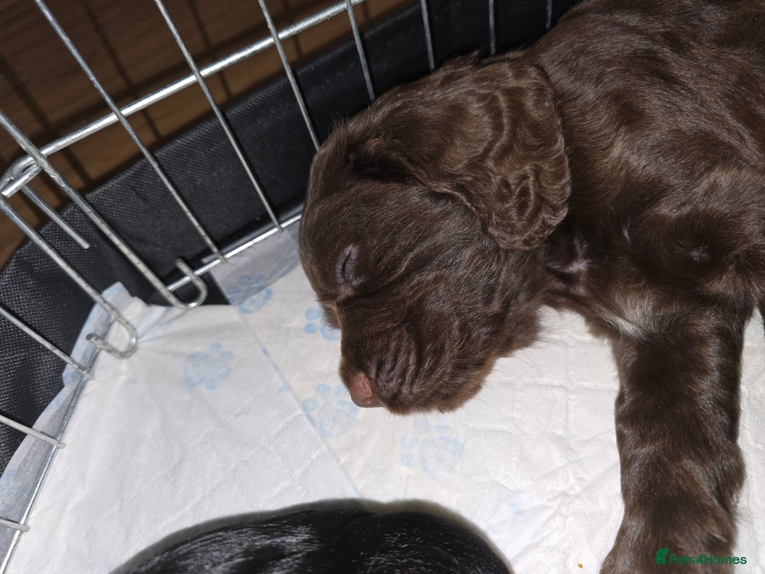 Cocker Spaniel dogs for sale: Working Cocker Spaniels - Image 20
