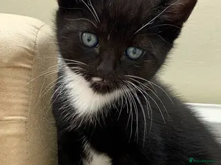 Mixed Breed cats 2 Black & White Tuxedo & 2 Black Kittens - Advert 1