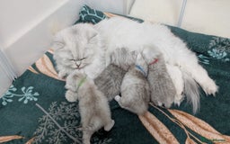 British Longhair cats for sale: 4 adorable kittens  - Image 6