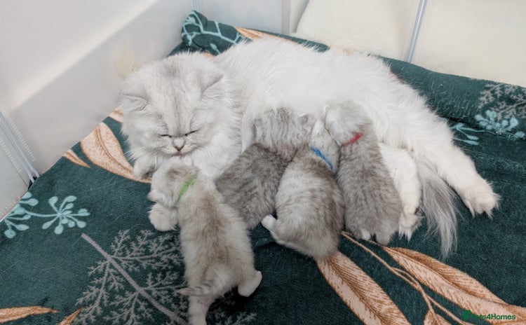 British Longhair cats - Advert 3