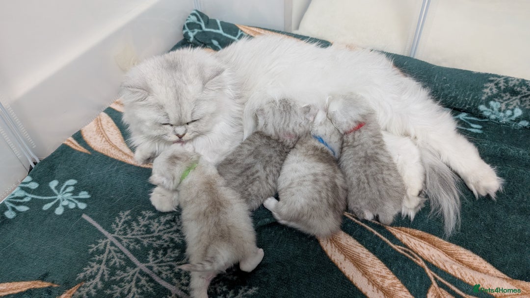 British Longhair cats for sale: 4 adorable kittens  - Image 6