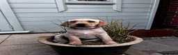Goldador dogs for sale: Stunning Goldador puppies  - Advert 9