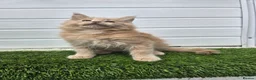 Maine Coon cats for sale: Outstanding gccf pet registered babies  - Advert 25