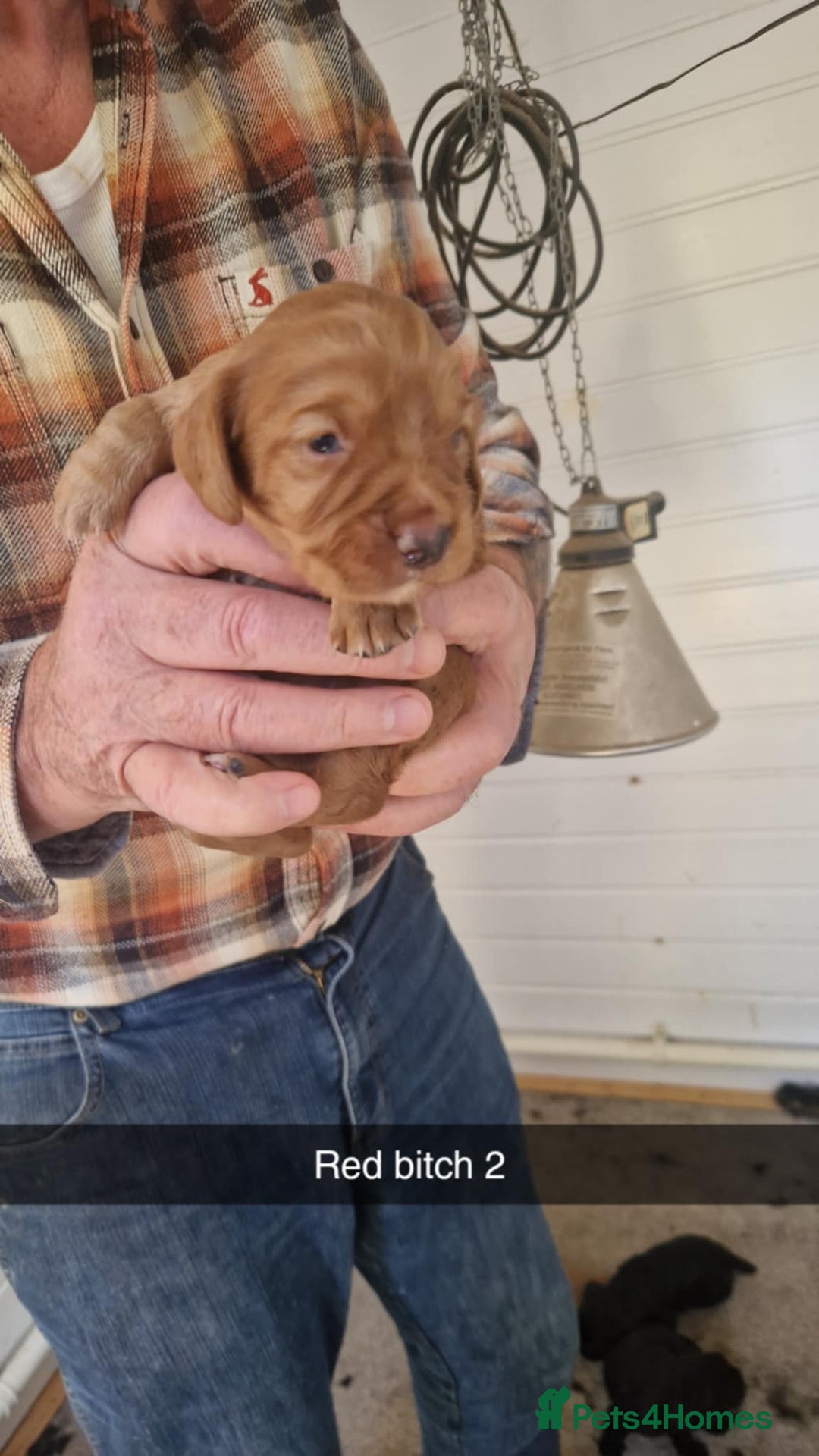 Cocker Spaniel dogs for sale: red KC registered cockerspaniels - Image 3