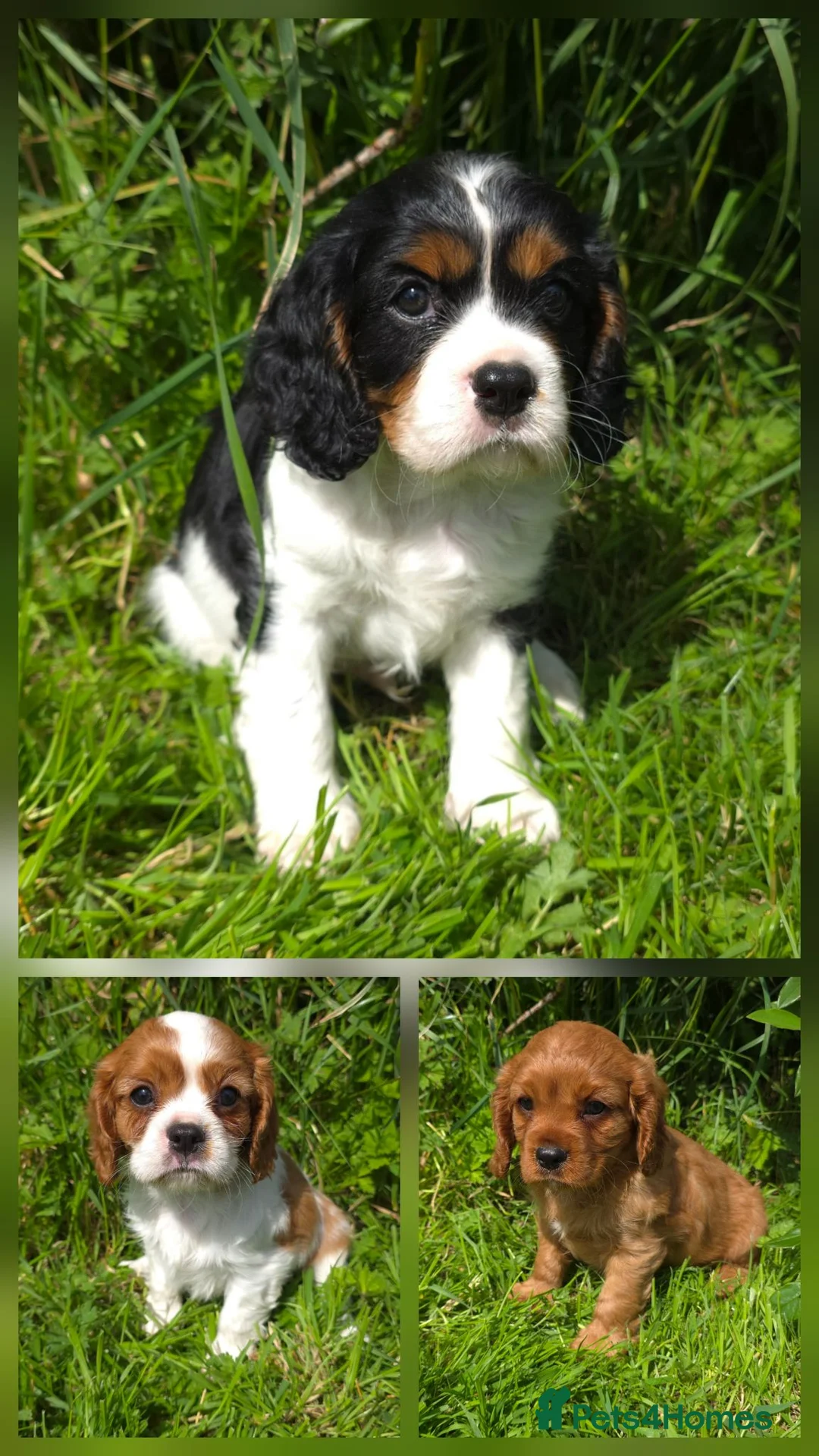 Cavalier King Charles Spaniel dogs for sale: * DNA TESTED CLEAR PUPPIES * - Advert 2