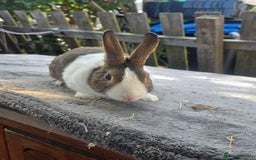 Mixed Breed rabbits for sale: Rabbits - Image 3