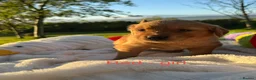 Golden Retriever dogs for sale: MGolden Retriever Puppies – Ready from 12th June - Advert 7