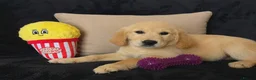 Golden Retriever dogs for sale: Golden retriever - Advert 11