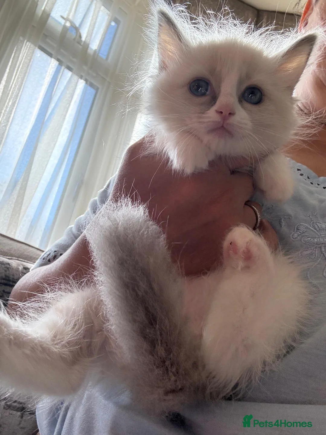Ragdoll cats for sale: Beautiful female ragdoll  - Advert 3