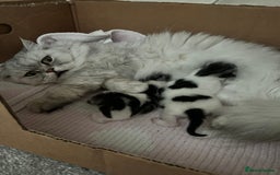 Persian cats for sale: Persian cross kittens  - Image 11