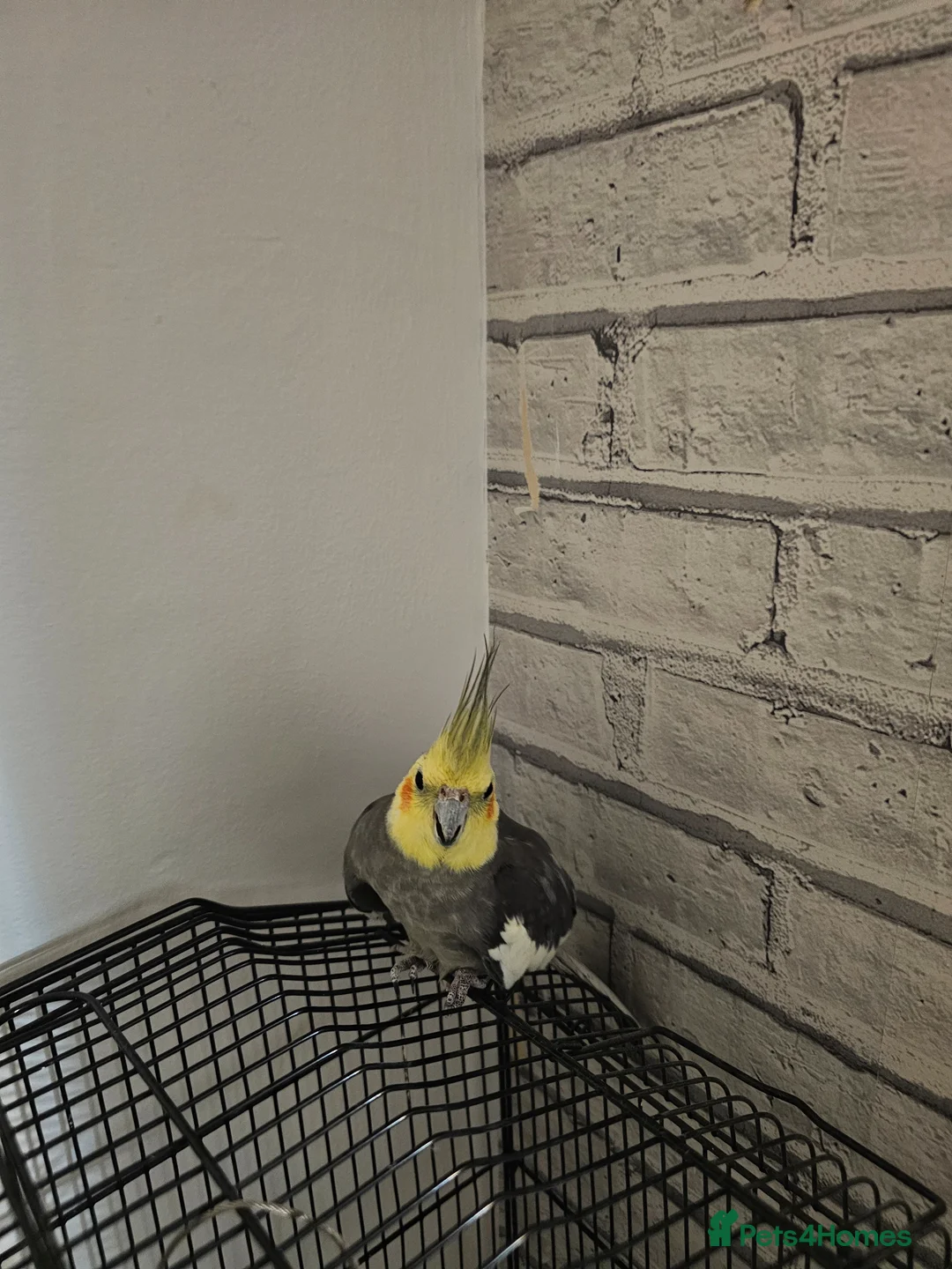 Cockatiels birds for sale: Beautiful Tame Cockatiel ready for new home - Advert 2