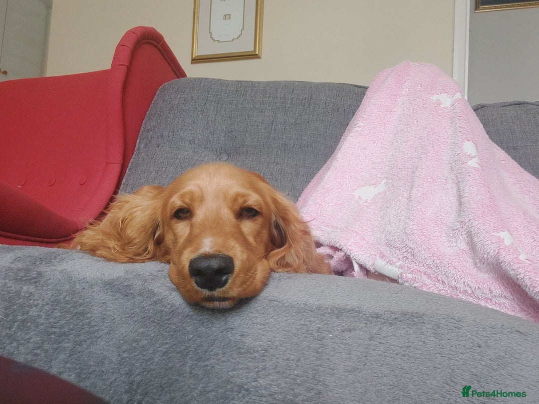 Cocker Spaniel dogs for sale: Our lovely Mina - Image 9