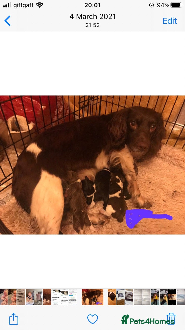 English Springer Spaniel dogs English springer spaniel puppies  - Advert 1