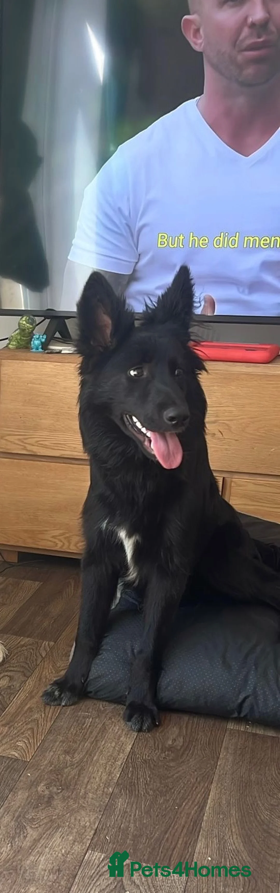 Shepsky dogs for sale: Luna (Shepsky) in Bedale - Advert 1