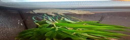 Gecko reptiles for sale: Male crestic geko and dalmation crestic geko  - Advert 6