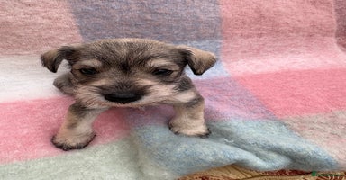 Miniature Schnauzer dogs - Advert 3