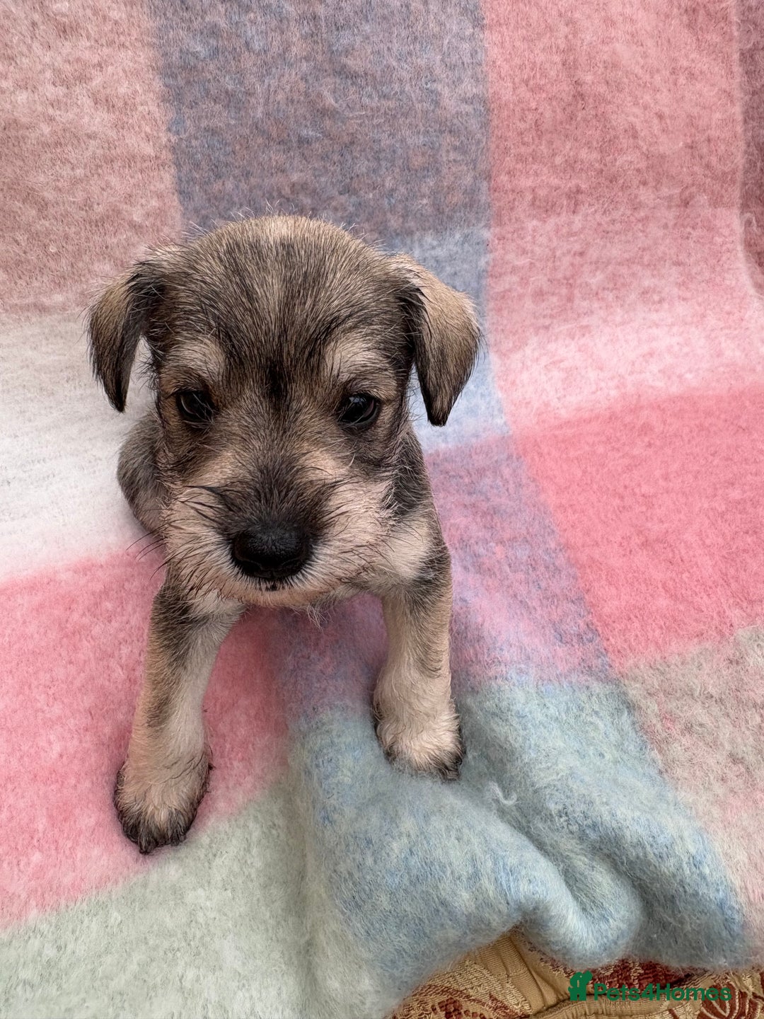 Miniature Schnauzer dogs for sale: KC REG RARE BLACK MINIATURE SCHNAUZER PUPPIES  - Image 2