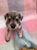 Miniature Schnauzer dogs - Advert 2
