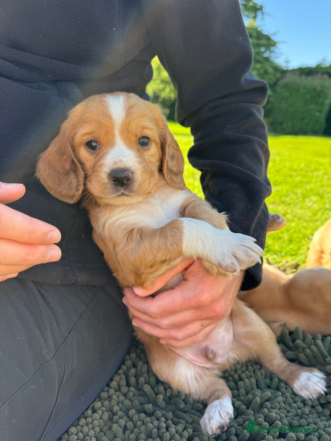 Cocker Spaniel dogs for sale: Stunning Working Cocker Spaniel Puppies - Image 18