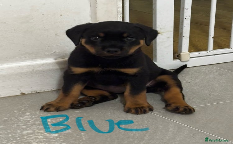 Rottweiler dogs - Advert 1