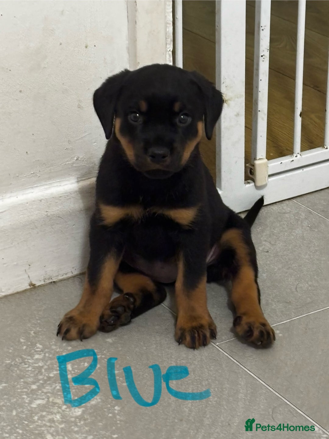 Rottweiler dogs for sale: Gorgeous girl Rottie pups - Image 1
