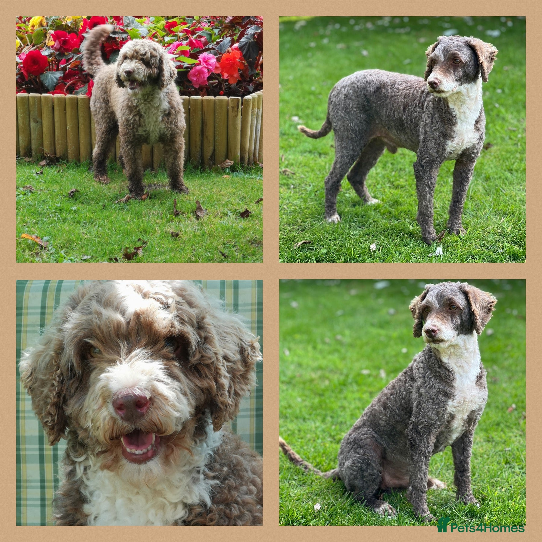 Poodle dogs Miniature Poodle at Stud Fully health tested  in Radstock - Advert 17