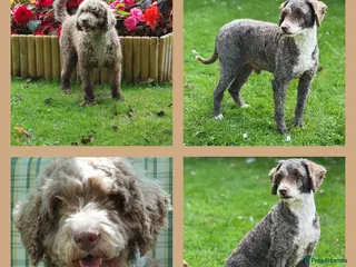 Poodle dogs Miniature Poodle at Stud Fully health tested in Radstock - Advert 17