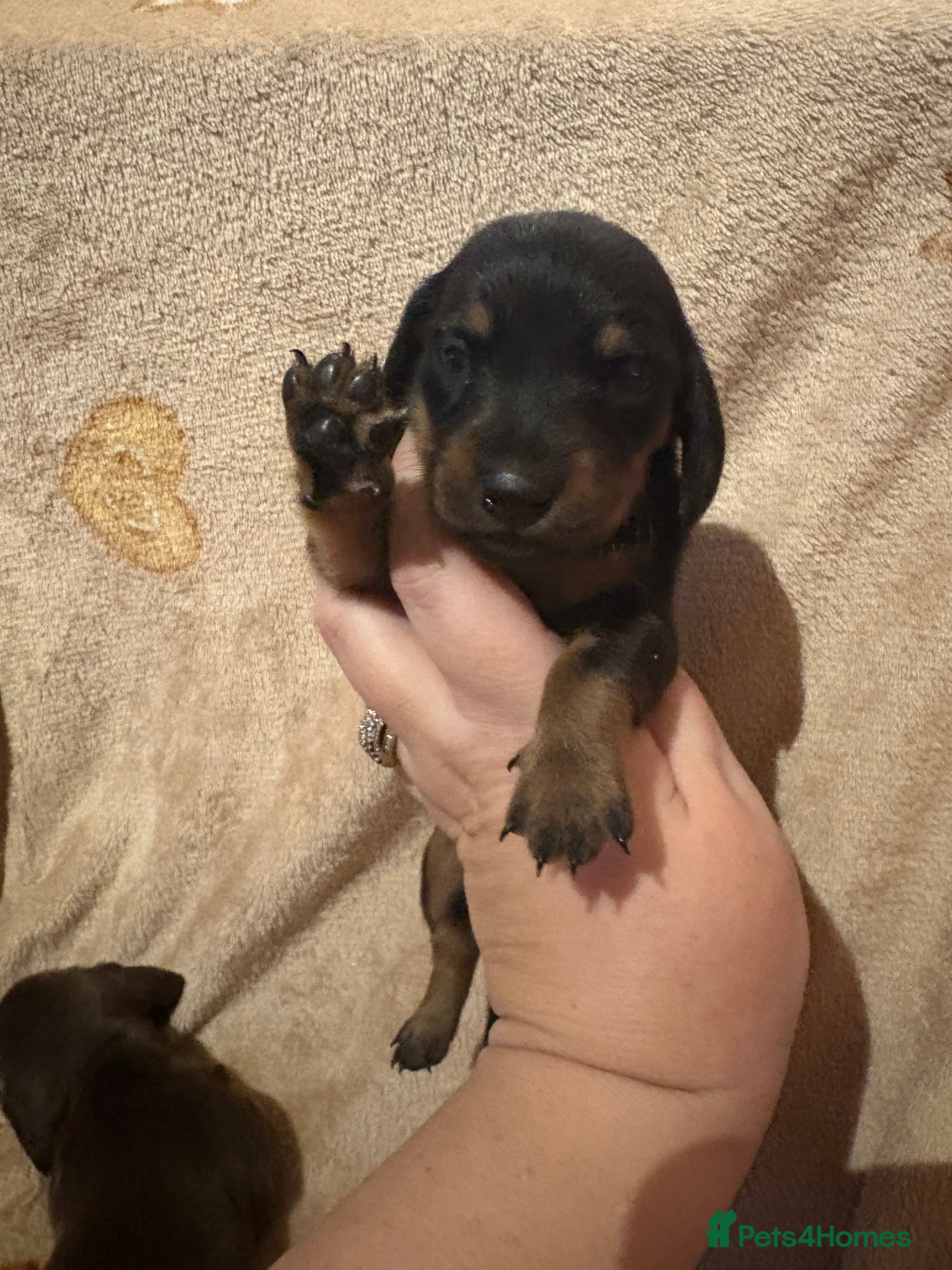 Miniature Dachshund dogs one girl miniature dachshund  - Advert 11