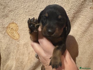 Miniature Dachshund dogs one girl miniature dachshund - Advert 11