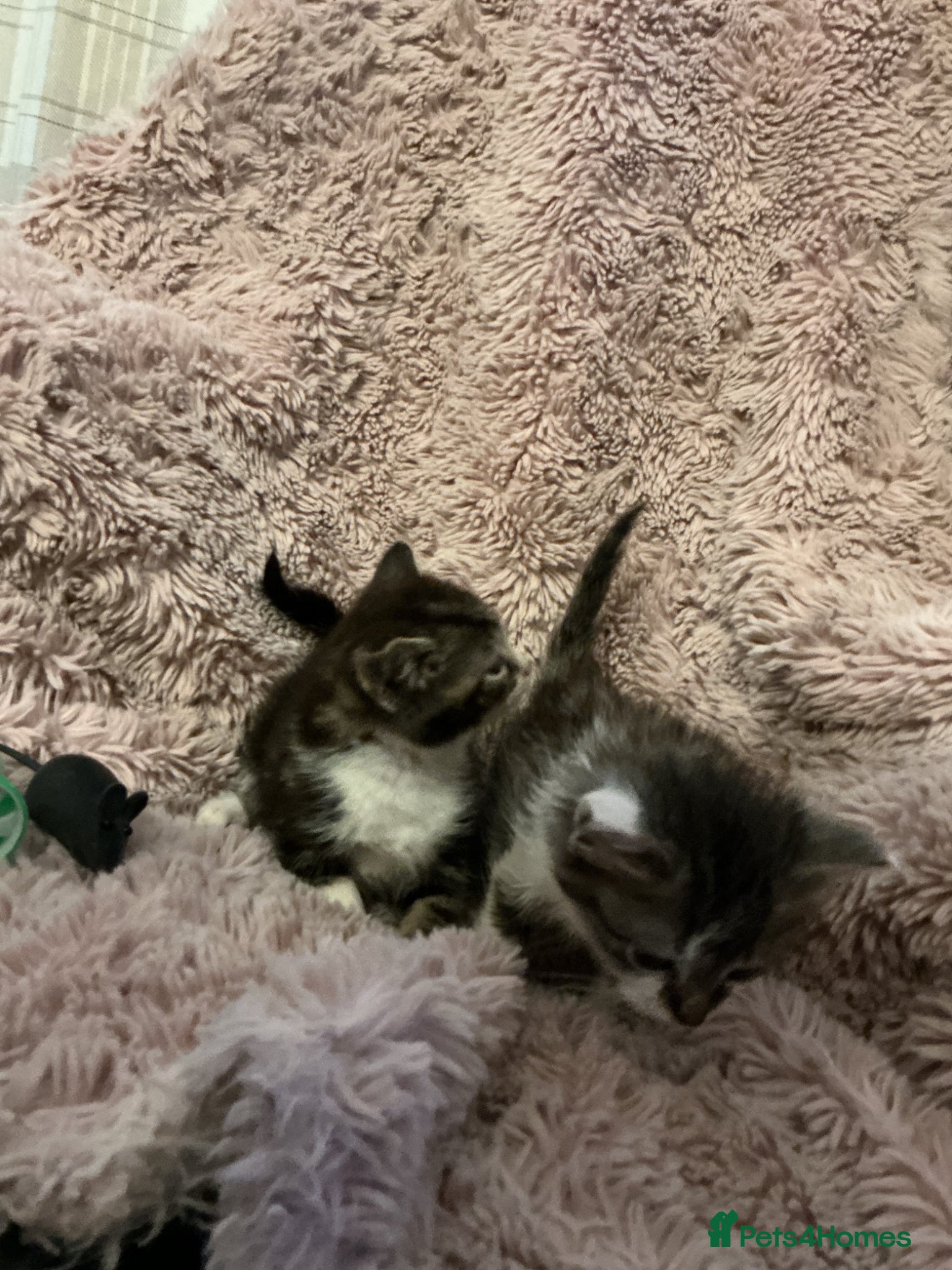Bengal cats for sale: Beautiful kittens ready for 5* homes - Advert 10