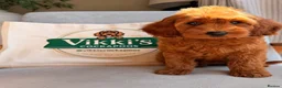 Cockapoo dogs for sale: Health Tested Multi Generational Cockapoos  - Advert 7