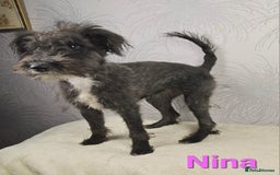 Australian Labradoodle dogs for sale: Australian Labradoodle × Fox Terrier Puppies - Image 32