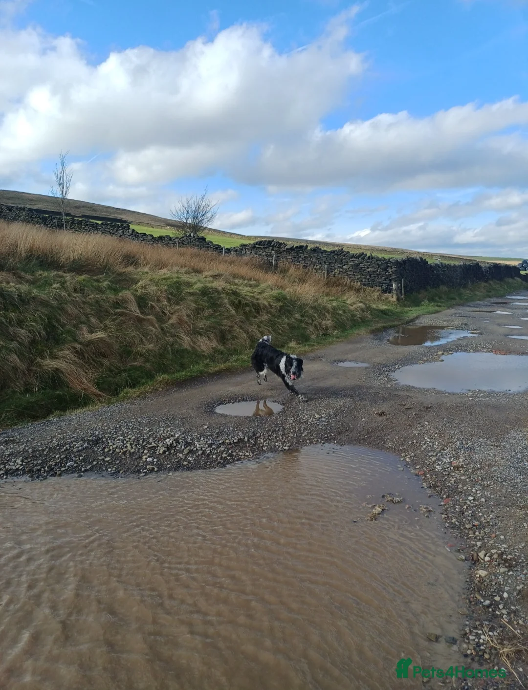 Border Collie dogs for sale: Cassidy in Bury - Advert 2