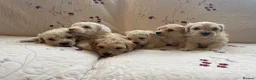 Maltipoo dogs for sale: Gorgeous maltipoo puppies  - Advert 8