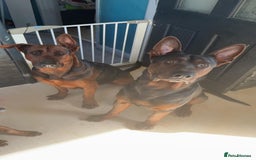 Mixed Breed dogs for sale: Laizhou Hong (Chinese red dog) puppies  in Rotherham - Image 12