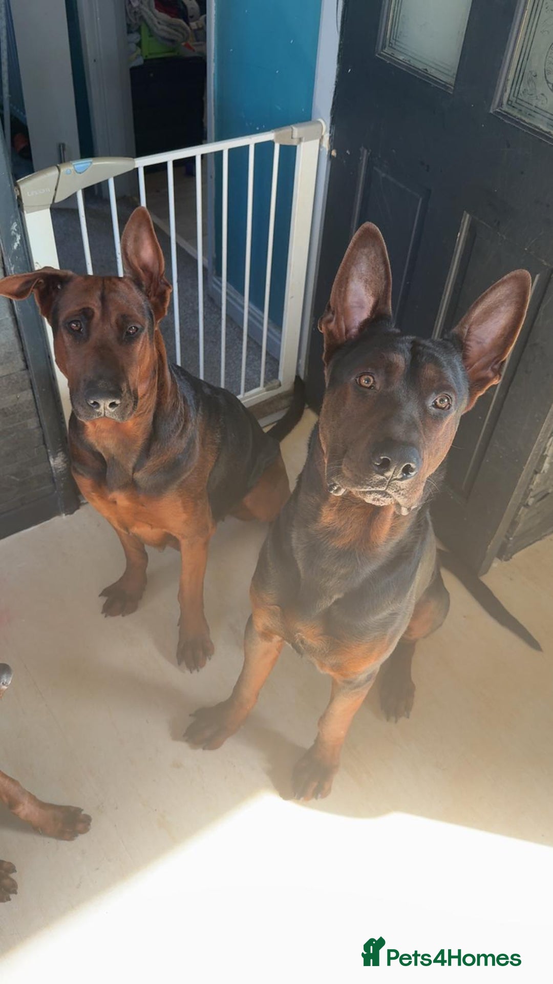Mixed Breed dogs for sale: Laizhou Hong (Chinese red dog) puppies  in Rotherham - Image 12