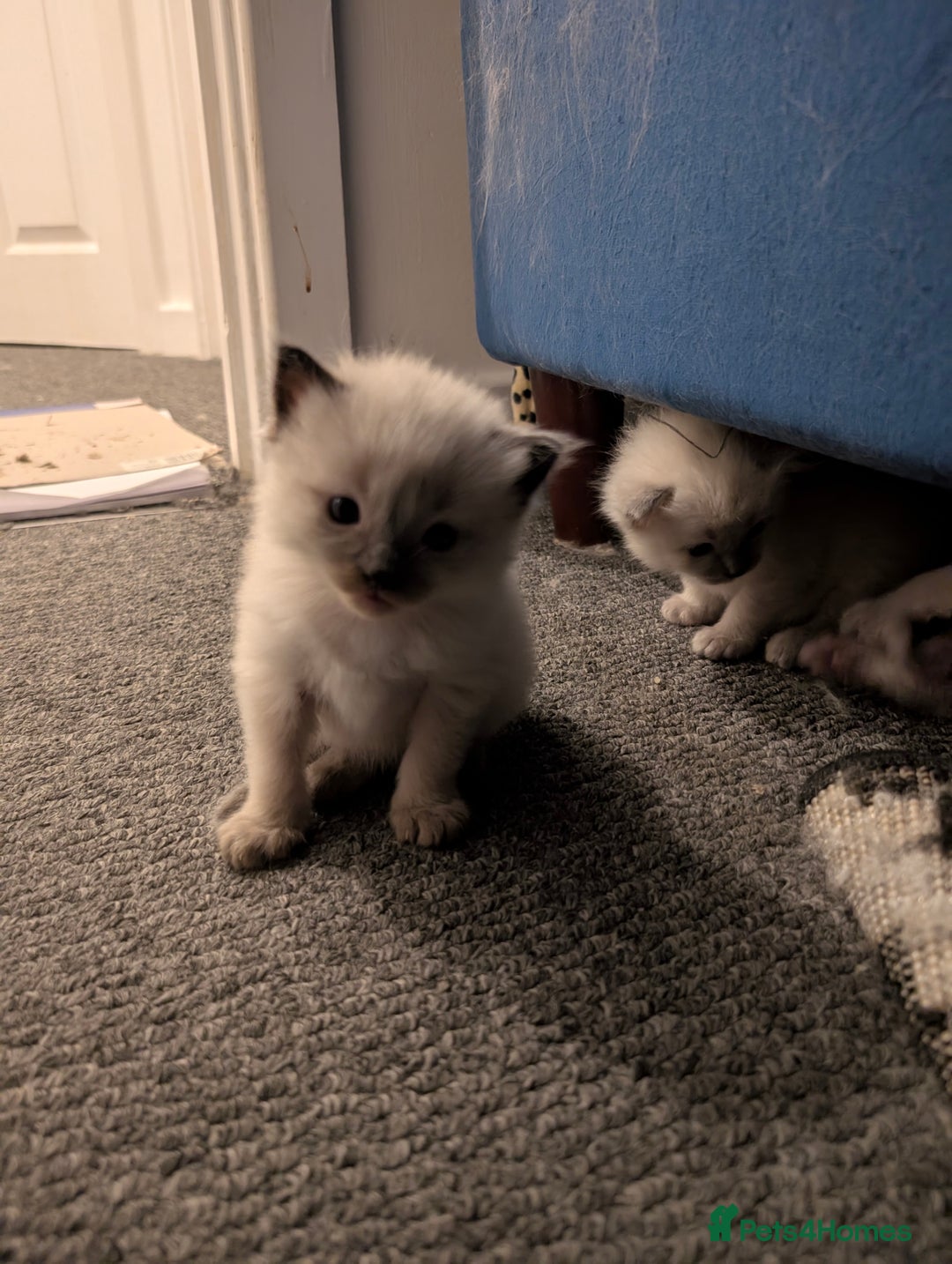 Ragdoll cats for sale: Cute Ragdoll Kittens - Image 3