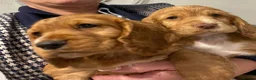 Cocker Spaniel dogs for sale: Terrific Cocker spaniels  - Advert 13