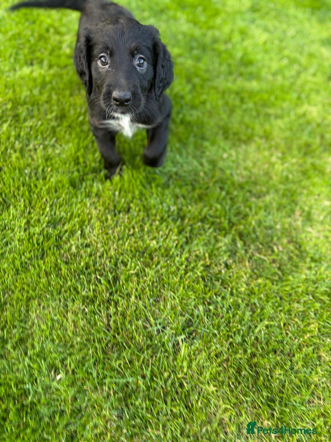 Mixed Breed dogs for sale: Border collie x irish setter pups *READY 3RD SEP* - Image 6