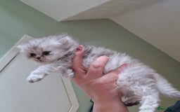 Persian cats for sale: Persian with Himalyan kitten  - Image 3