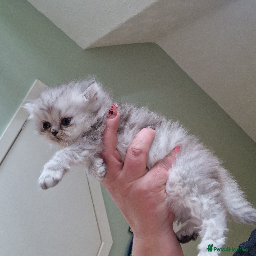 Persian cats for sale: Persian with Himalyan kitten  - Image 3