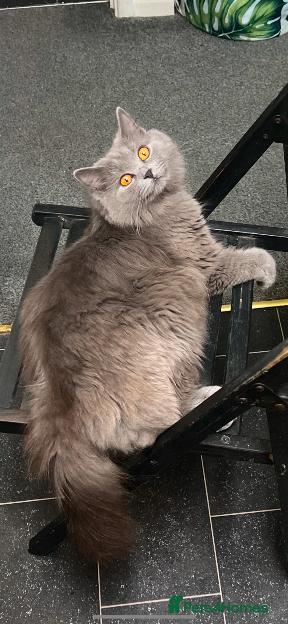 British Shorthair cats British shorthair - Advert 13