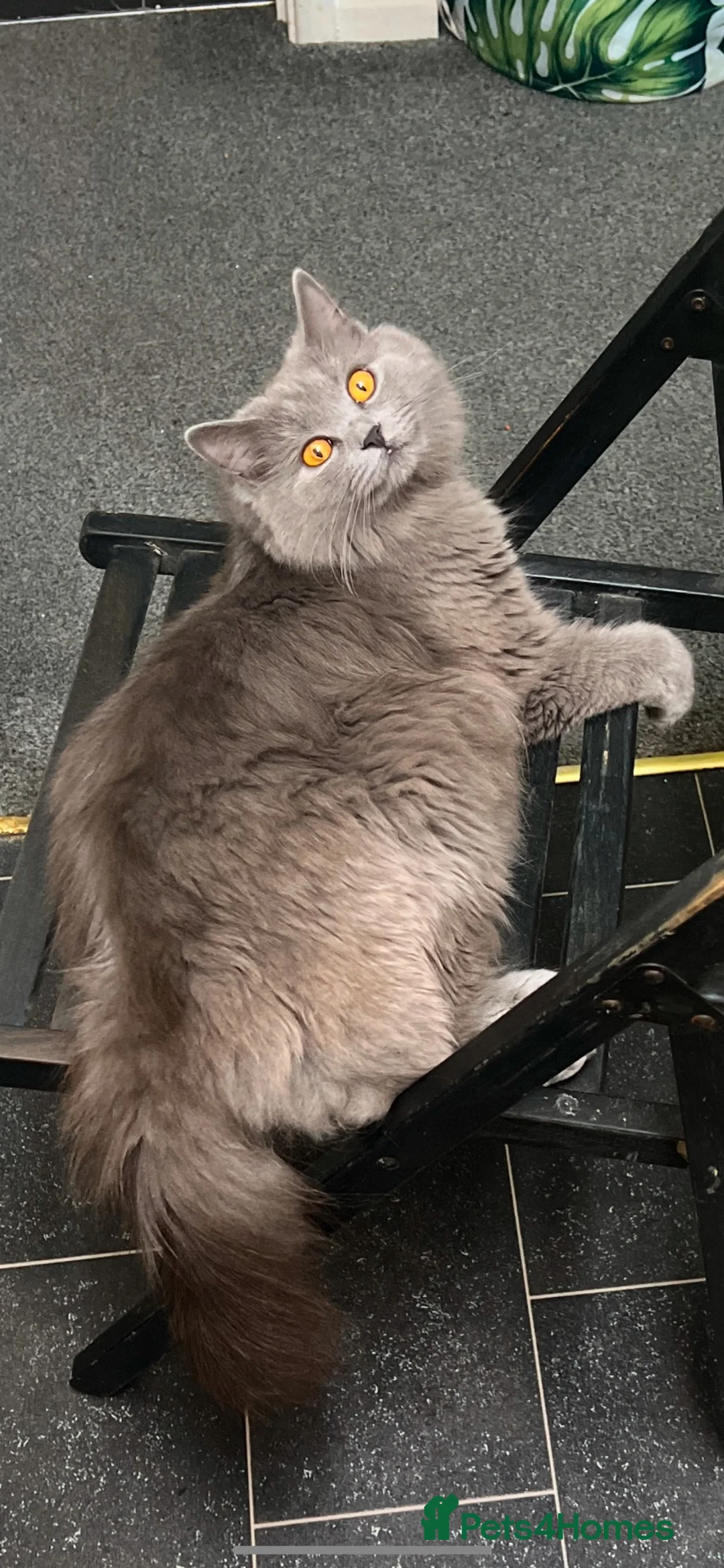 British Shorthair cats for sale: British shorthair - Advert 2